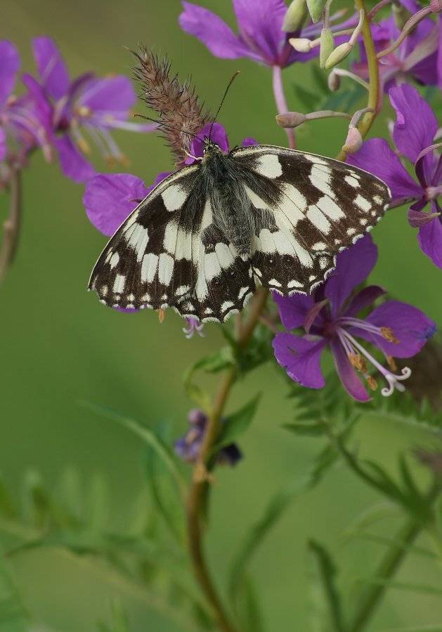 , Чепленко Алексей