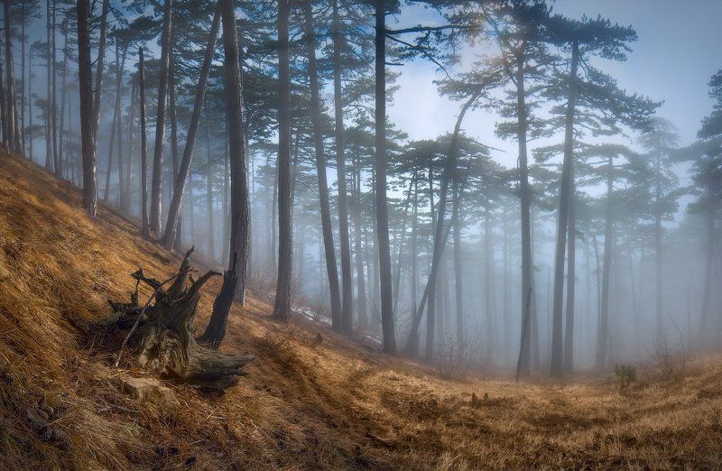Прелесть Крымского леса фото превью