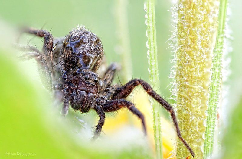 Укушу! фото превью