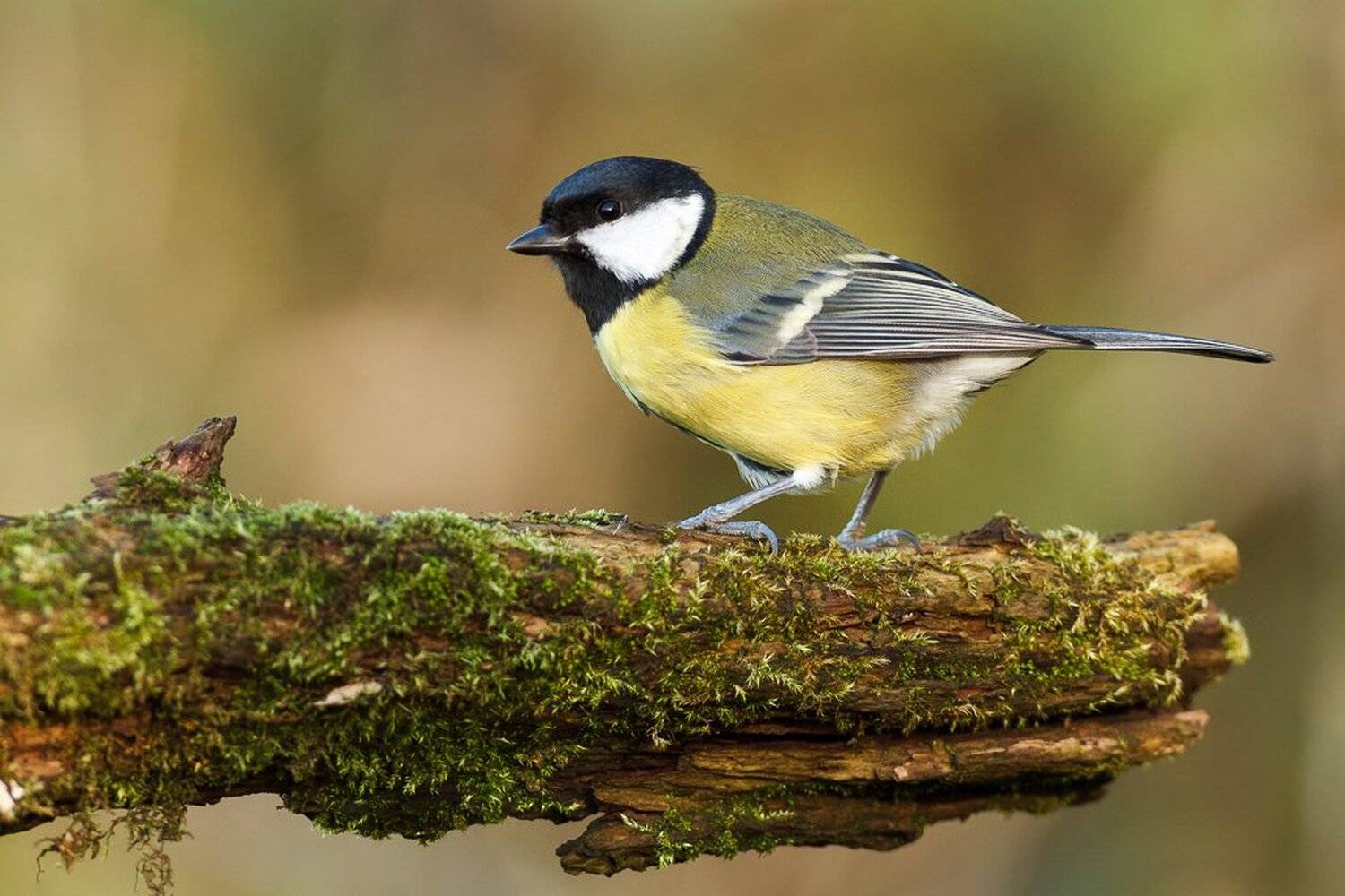 , Marcin Kaczmarkiewicz