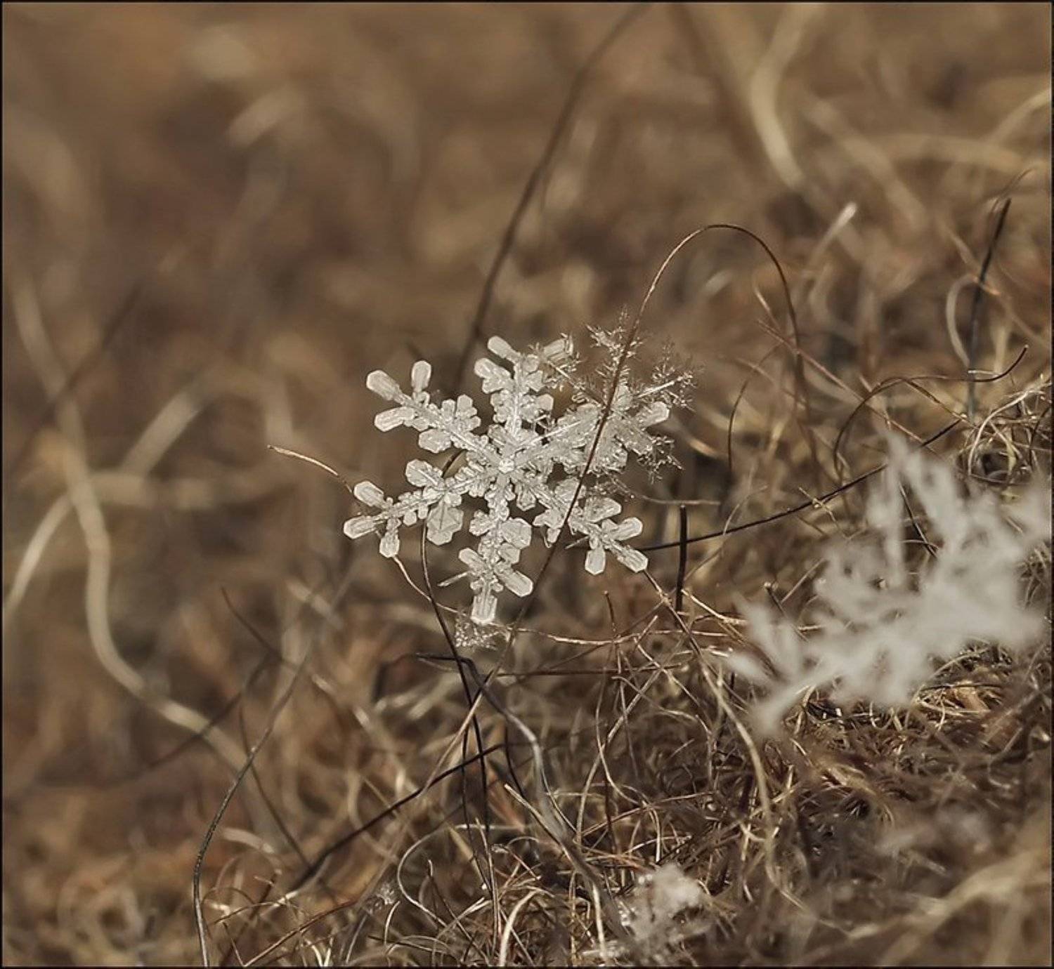 , Андрей Осокин