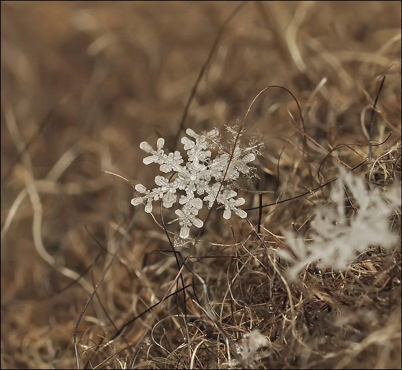 Трофейная гуща... фото превью