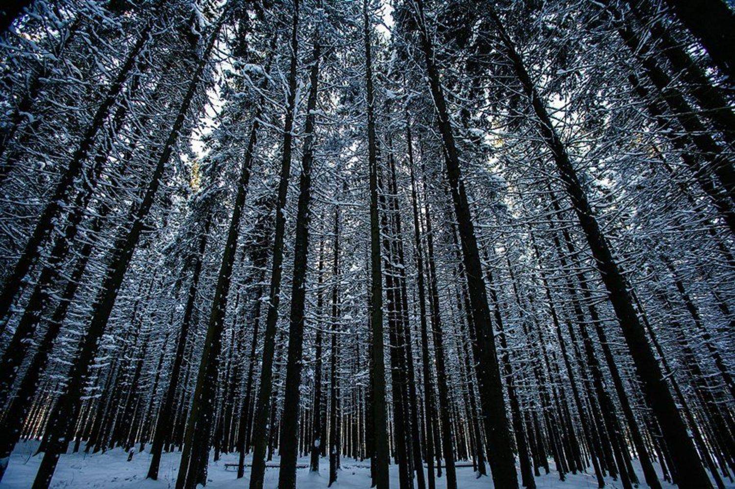 лес, ёлка, ель, карелия, зима, деревья, ритм, ствол, россия, природа, fir, tree, tree, forest, winter, nature, karelia, russia, Игорь Подгорный