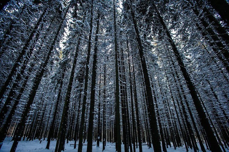 лес, ёлка, ель, карелия, зима, деревья, ритм, ствол, россия, природа, fir, tree, tree, forest, winter, nature, karelia, russia Еловый ритм фото превью