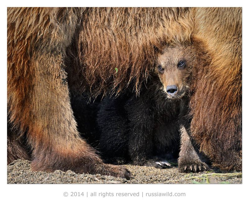 Дикая природа россии, Медведица, Медвежонок Ни капельки не страшно! фото превью