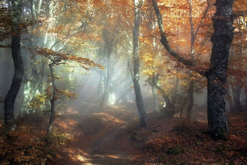 В эльфийском лесу фото превью
