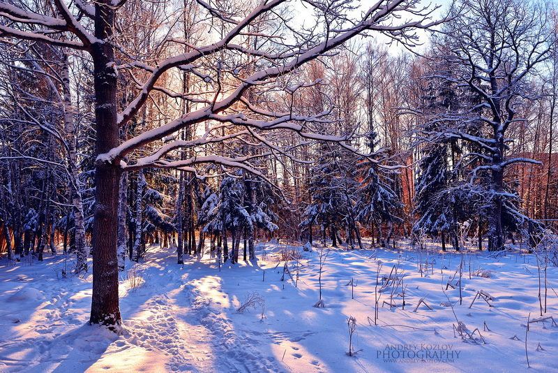 Winter Forest фото превью