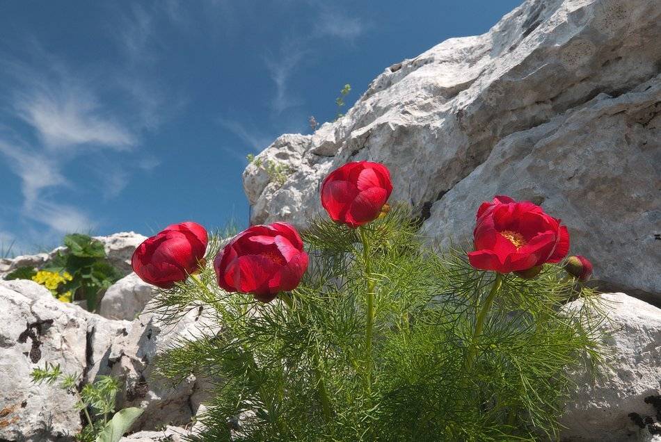 , Саша  Вайсберг / Waldschnepfe /