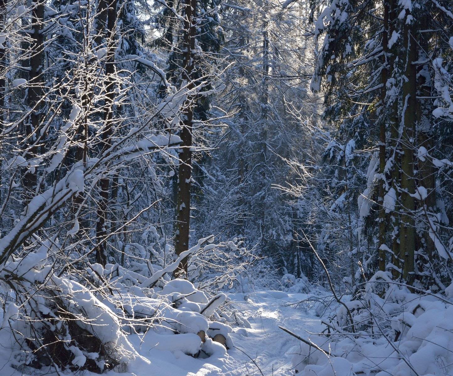 Дебрь. Автор: Сергей Седов , Сергей Седов