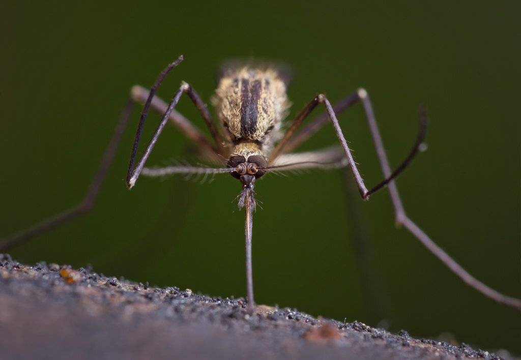 , Валерия Зверева