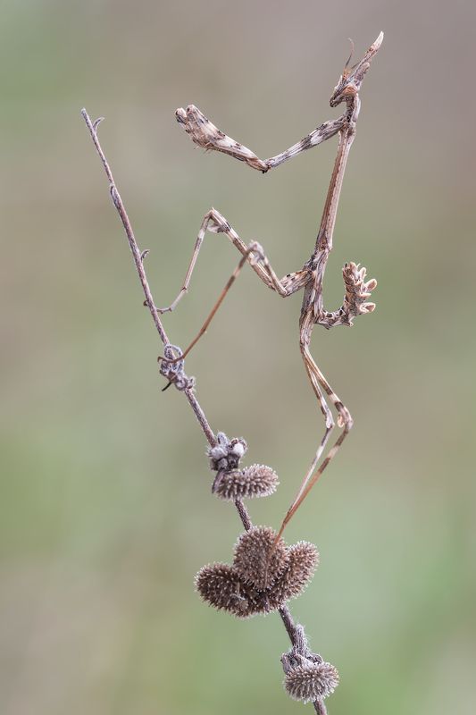 Empusa pennata фото превью