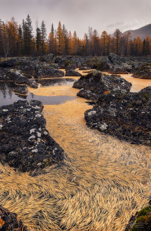 бурятия, сибирь, россия, осень, лавовое_озеро, лиственницы, природа, пейзаж Золотое покрывало фото превью