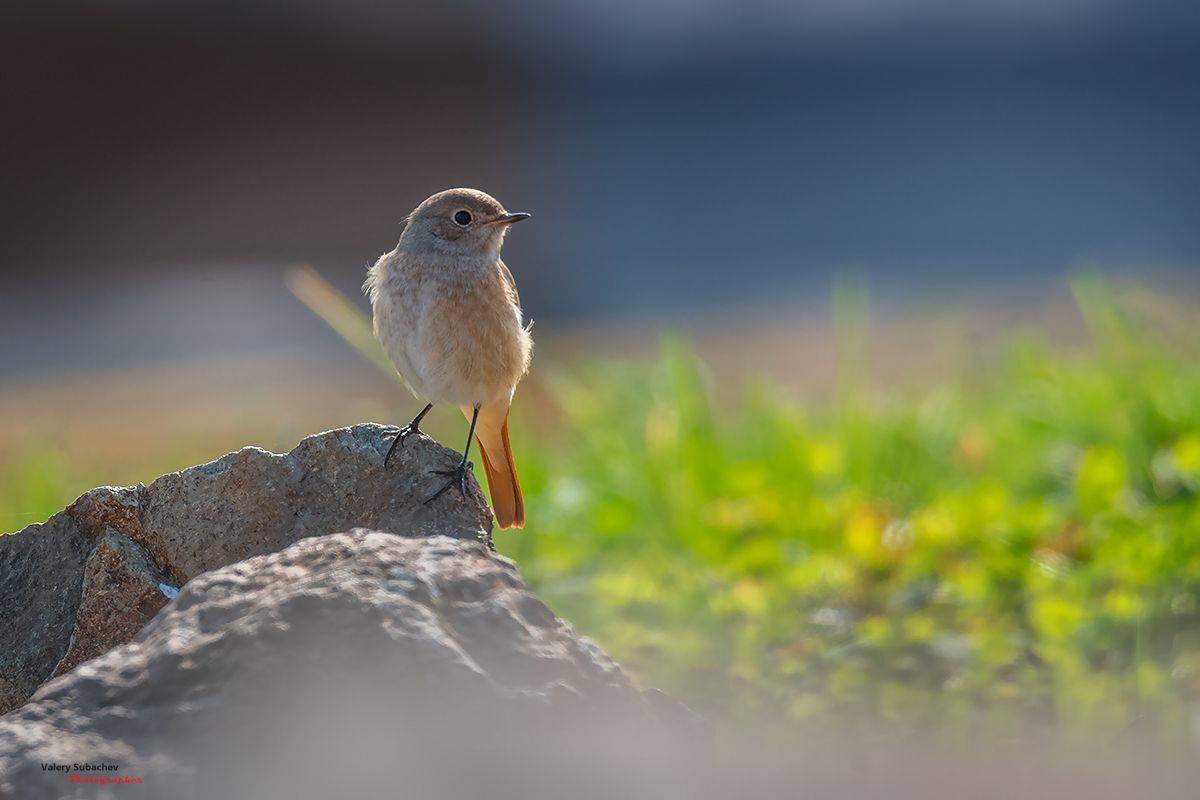 , Валерий Субачев