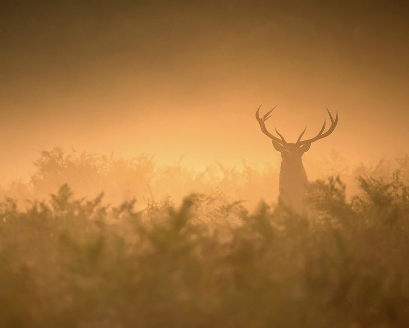 Golden hour фото превью