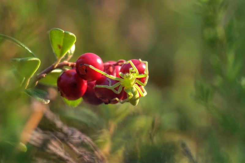 - Не отдам ... :) фото превью