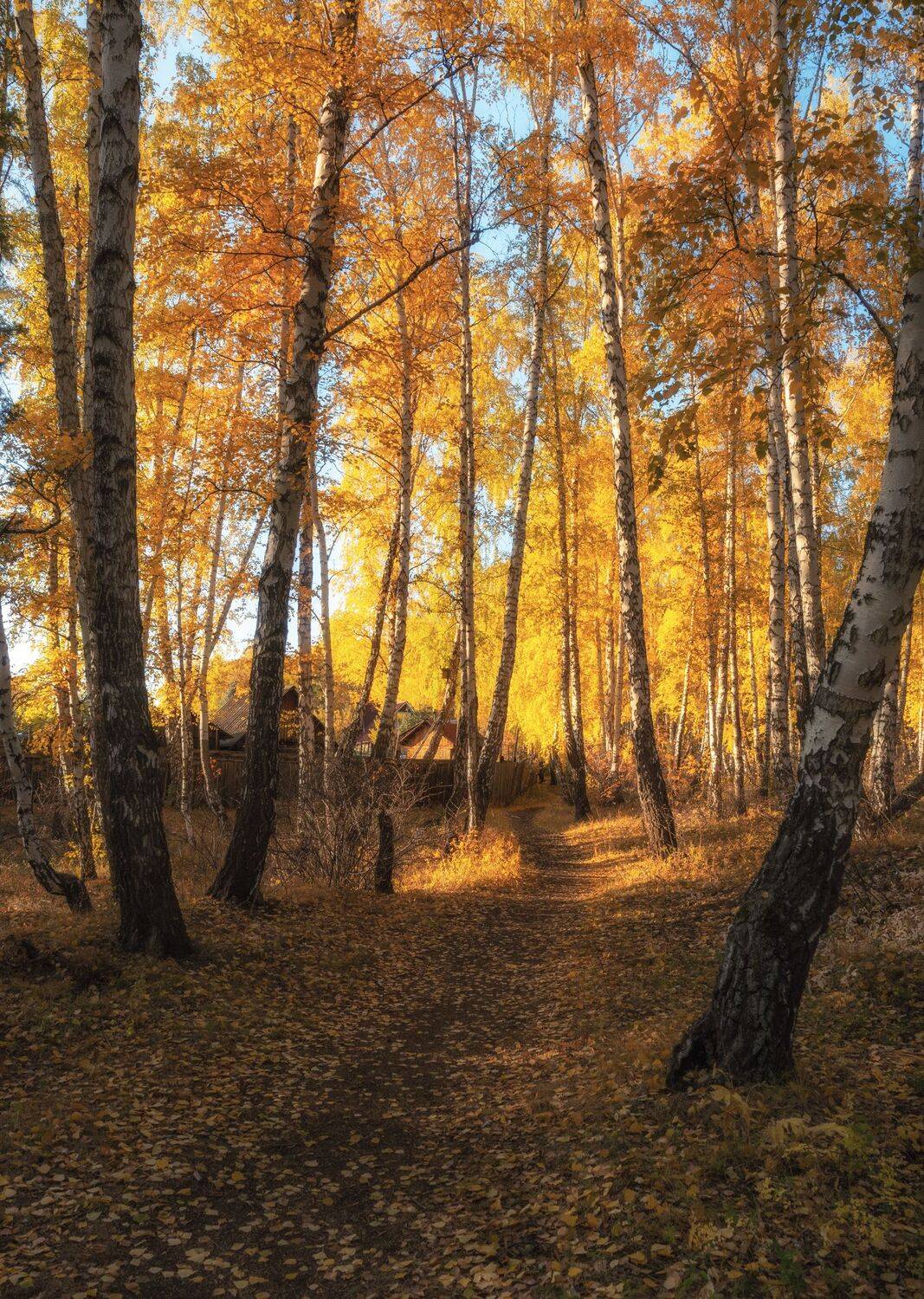 осень, пейзаж, деревья, свет, Евгений Гецев