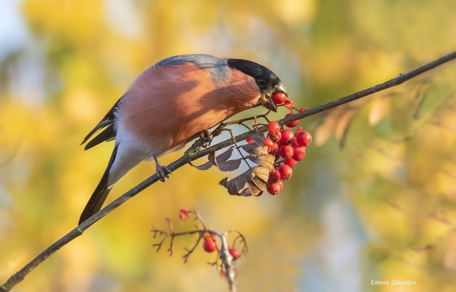 bird of prey, animal, birds, bird,  animal wildlife,  nature,  animals in the wild, bullfinch, птицы, птица, Елена Швыдун