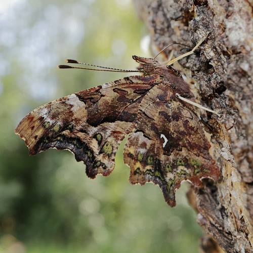 Polygonia c-album