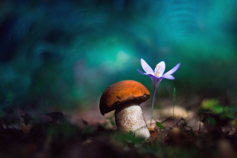 Green фото превью