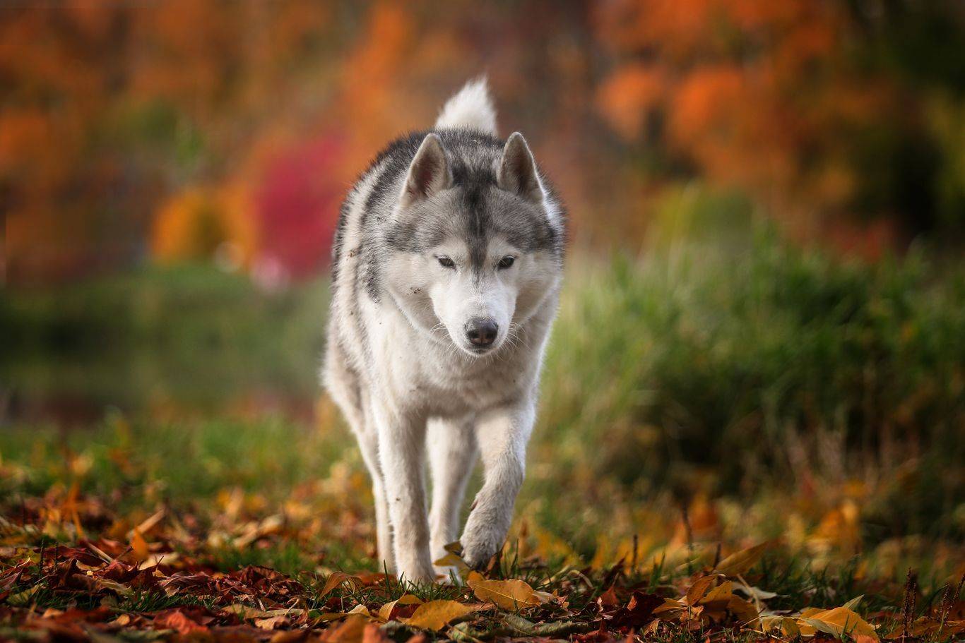 , Андрей Ершов