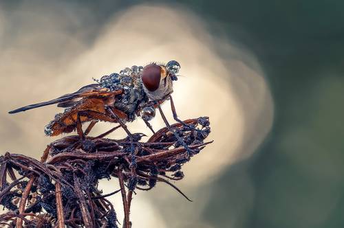 А во лбу звезда горит