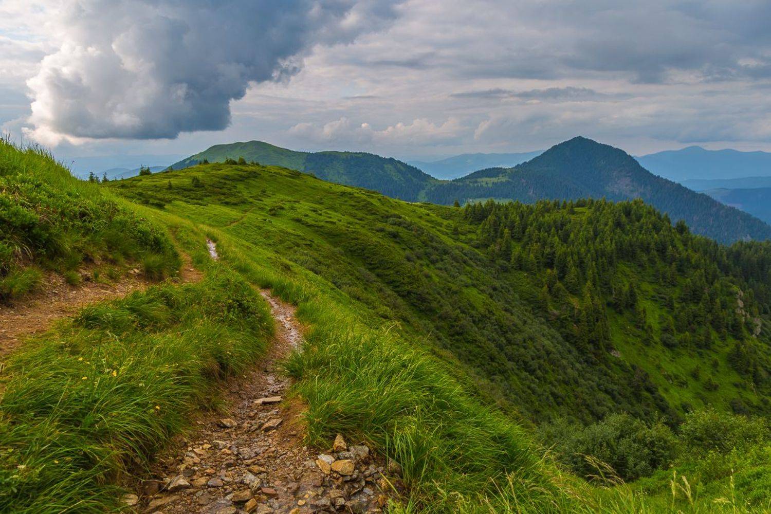 , Александр Подрез