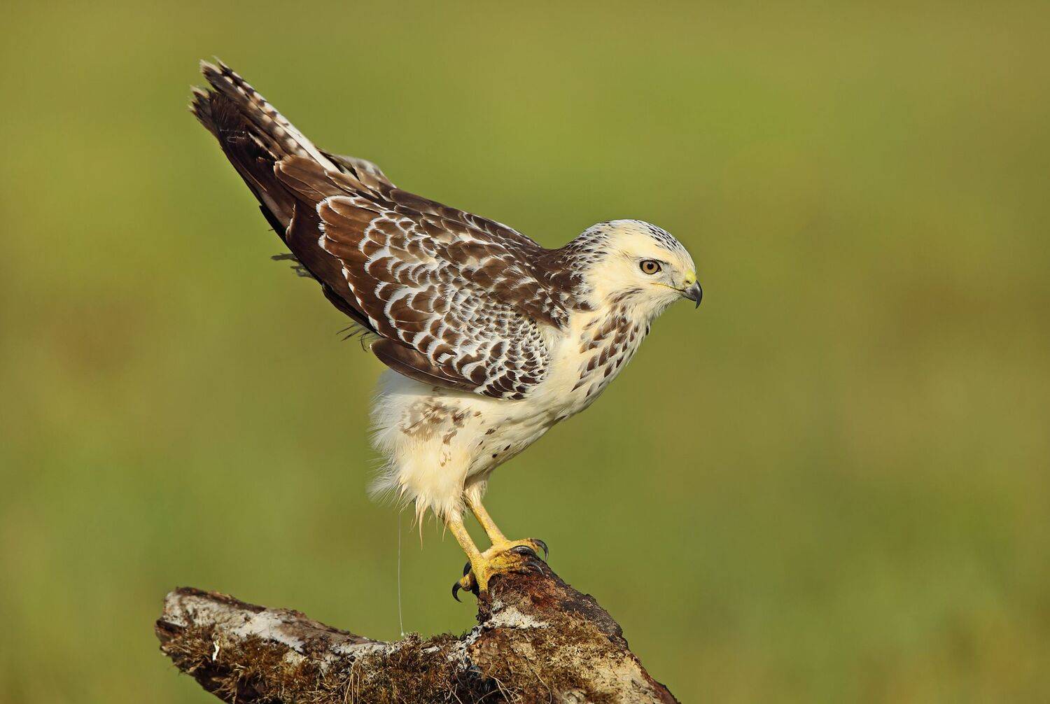 , Александр Гусар