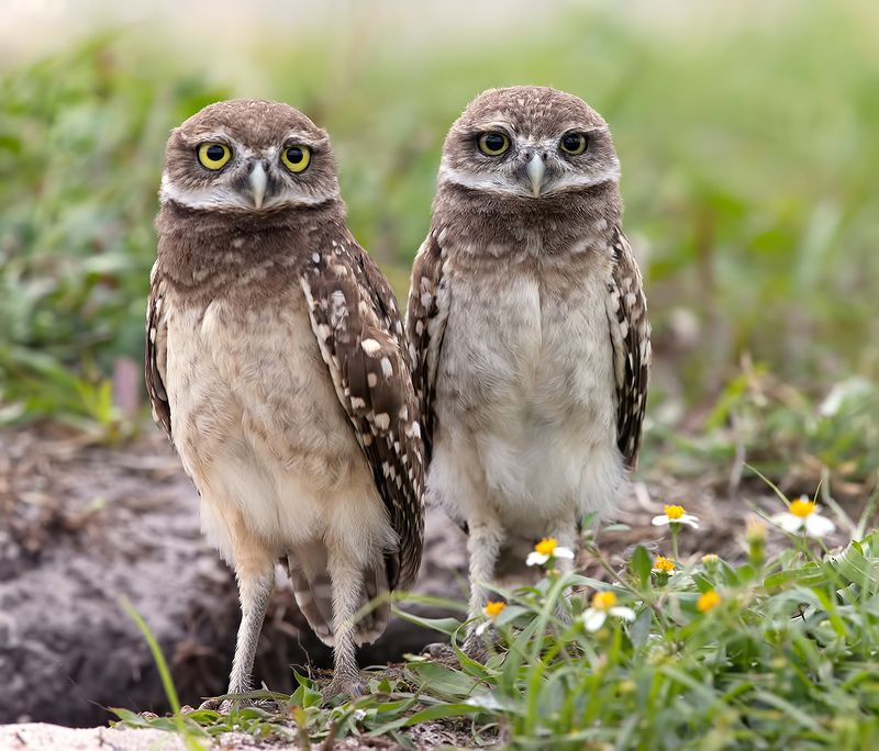 кроличий сыч, florida,burrowing owl, owl, флорида,сыч Сычики - Burrowing Owls фото превью