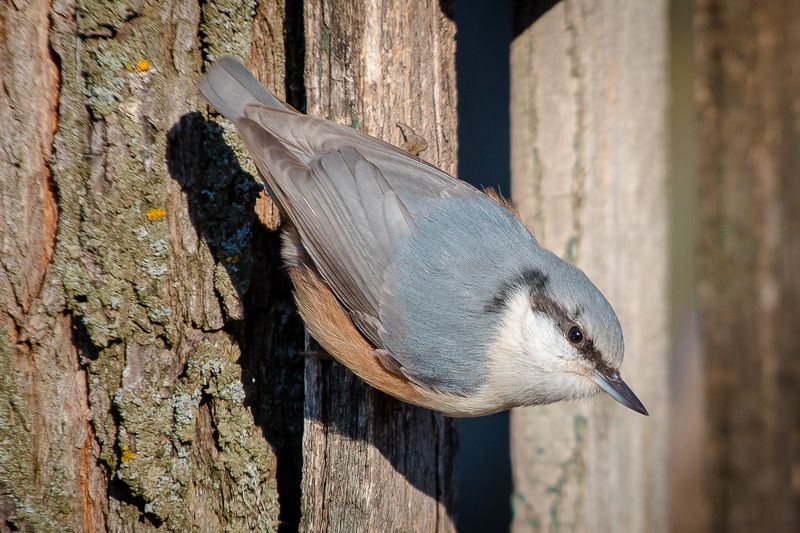 птицы, поползень, birds, wildlife, nuthatch Обыкновенный поползень фото превью
