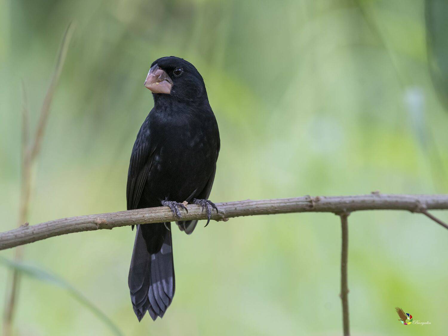 , Fernando Burgalin Sequeira