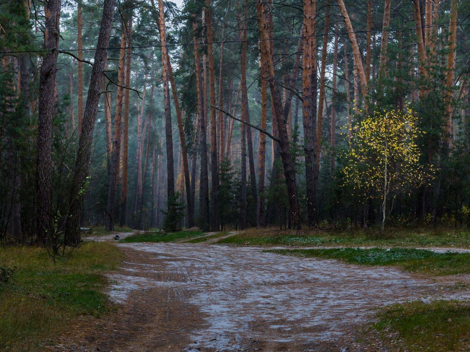 сосны, осень, пороша, пейзаж. лес, дорога, Юрий Морозов