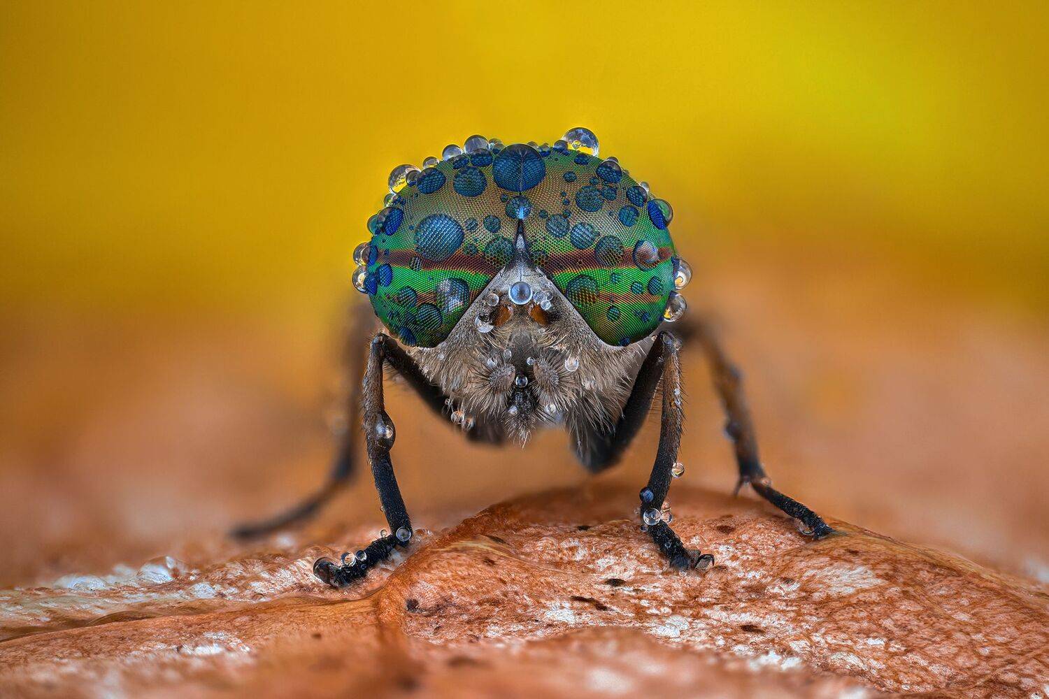 ceclii, nikon d5600,macro,lomo3.7, Tsvetan Ganev