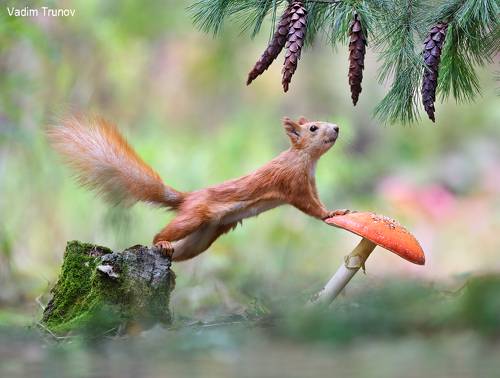 Один миг из жизни лесной белки