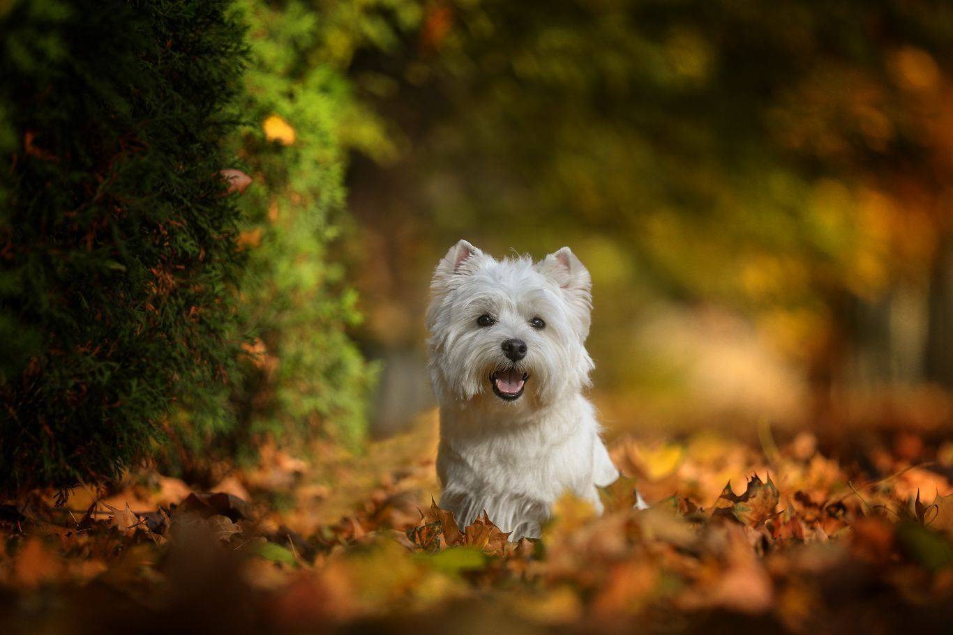 , Андрей Ершов