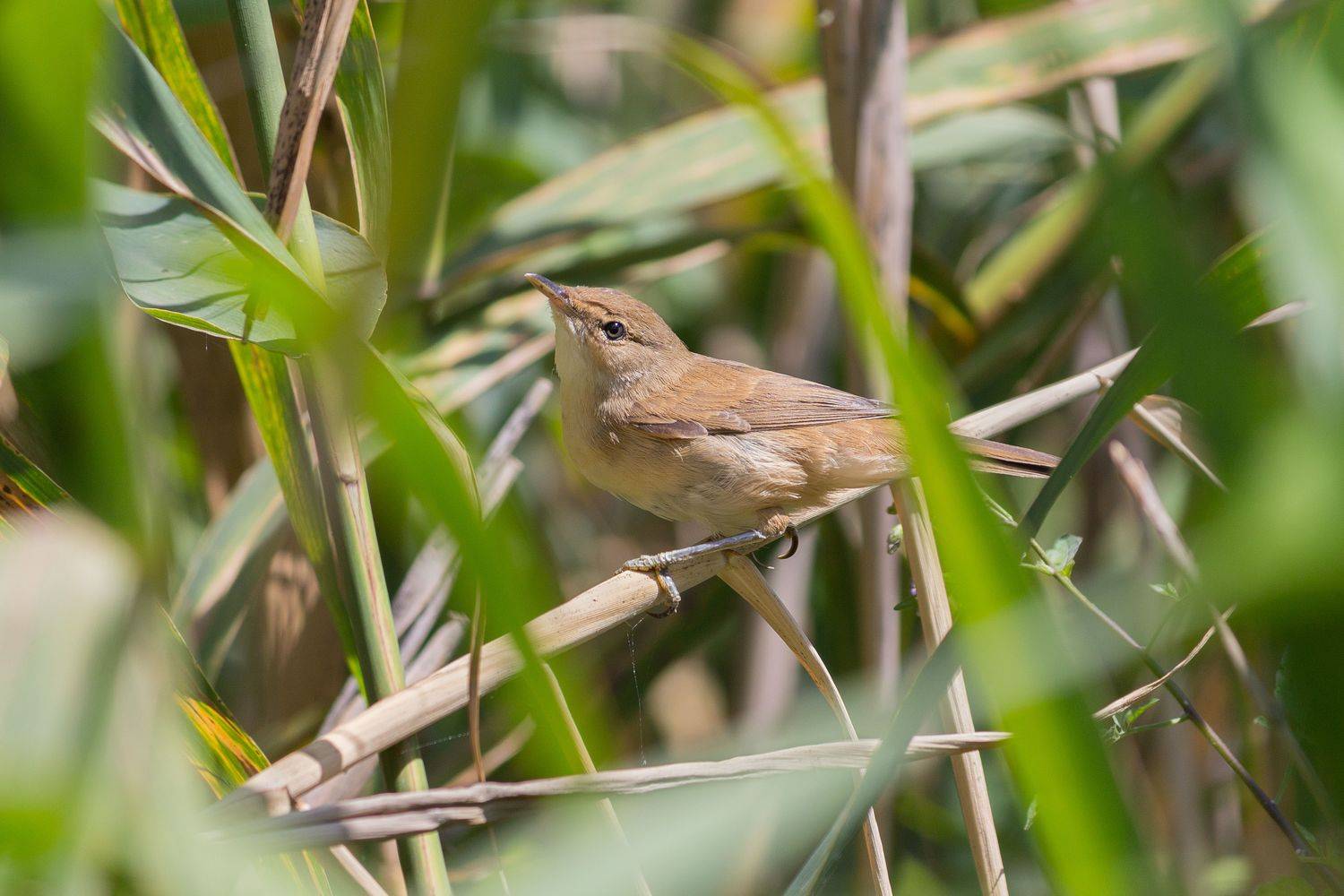 тростниковая камышевка, камышевка, камышовка, лето, тростник, камыш, воронеж, Денис Воронов