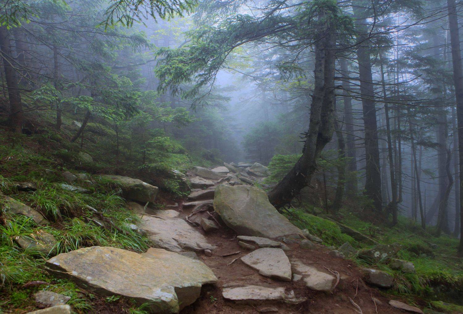 , Милокост Алексей