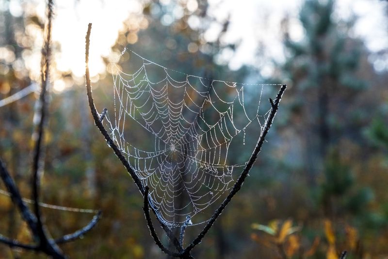 осень, лес, паутина, пейзаж Октябрь фото превью