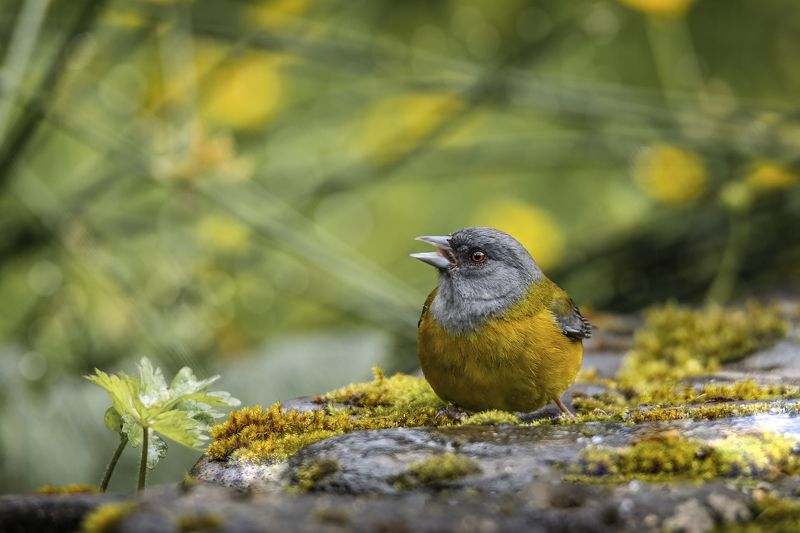 birds, animals, wildlife, nature, grey-hooded sierra finch, птицы, кордильерский овсяночник, пернатые, Кордильерский овсяночник фото превью