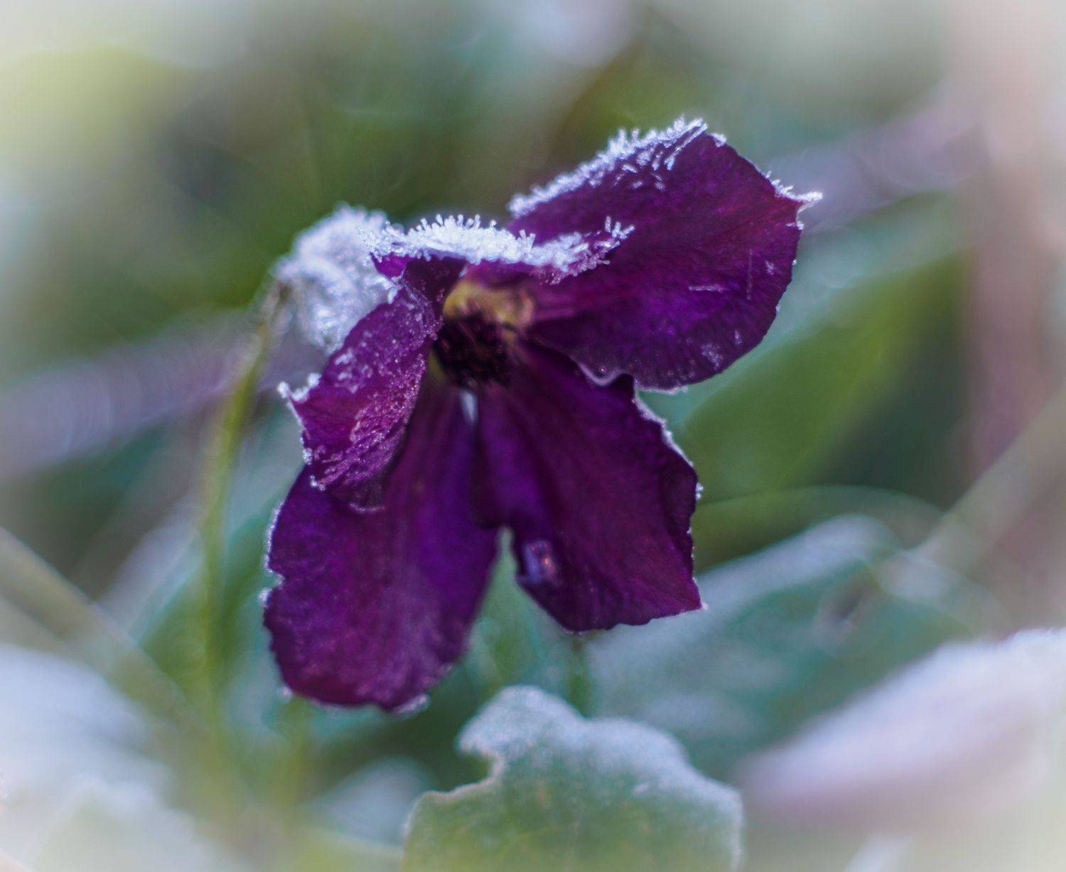 , Лариса Лофицкая