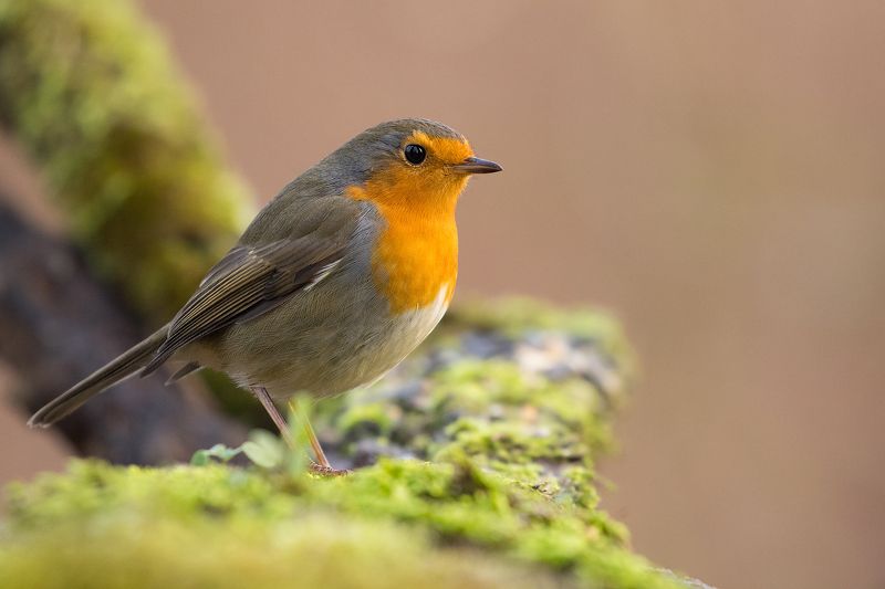Robin фото превью