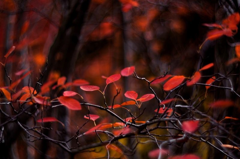 red,bokeh,zenit,helios,85mm,plant,nature,tree,yellow,orange,light,dark,,pink, Red фото превью