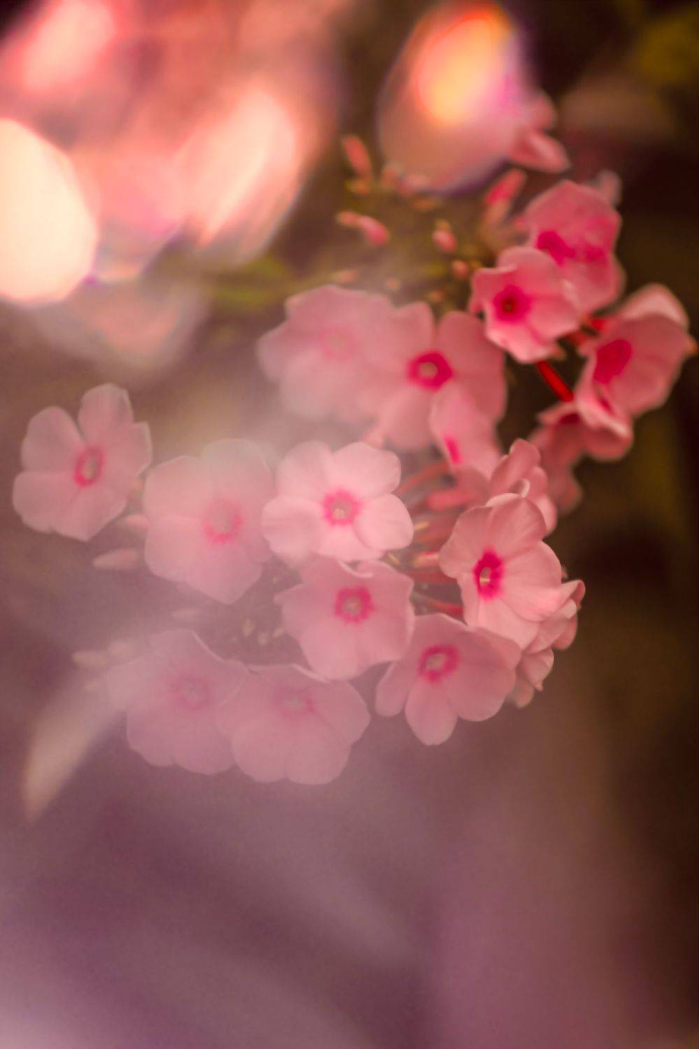 флоксы, цветы, flowers, phloxes, Julia Kaissa