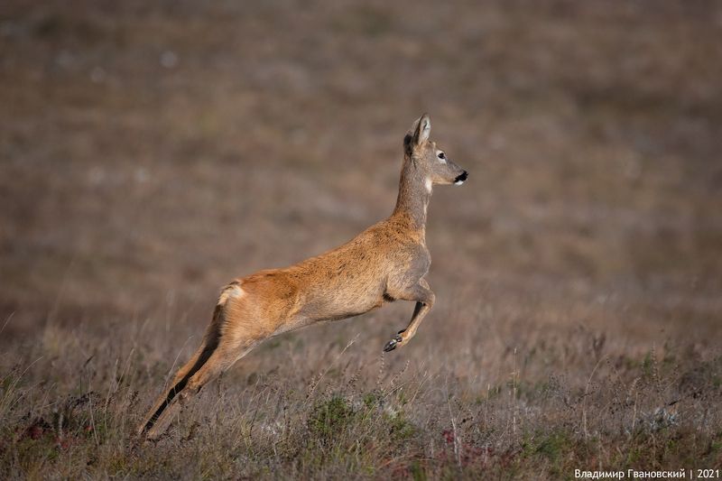 Грация фото превью