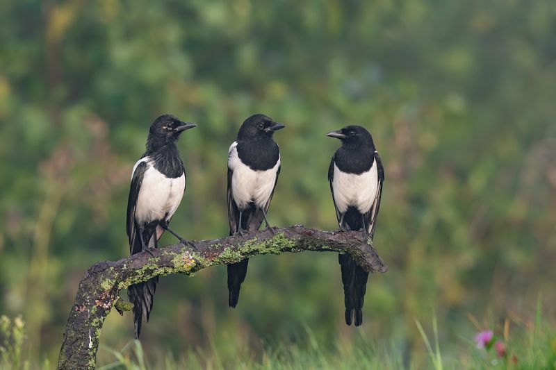 Pogaduchy фото превью