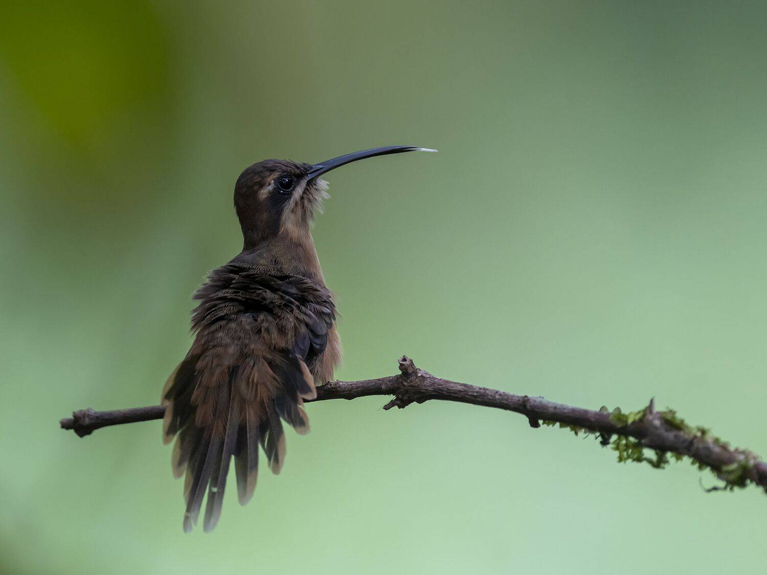 , Fernando Burgalin Sequeira