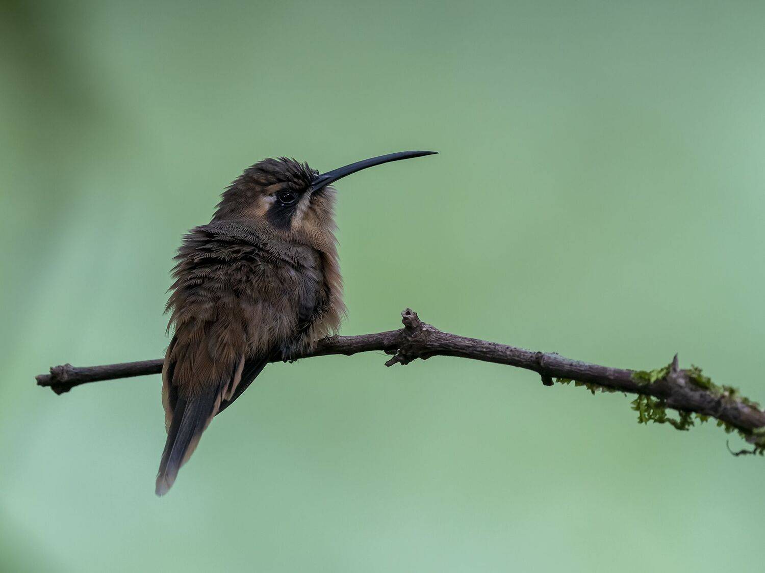 , Fernando Burgalin Sequeira