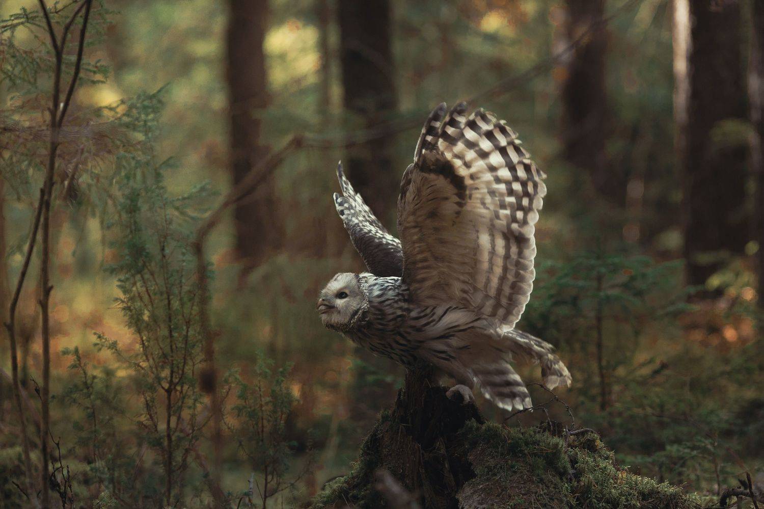 , Наталия Поникарова