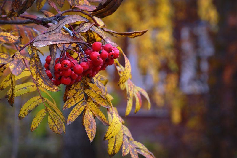Деревенская осенняя фото превью