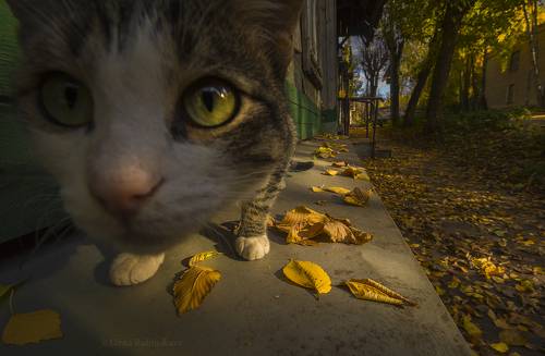 Осень в городе