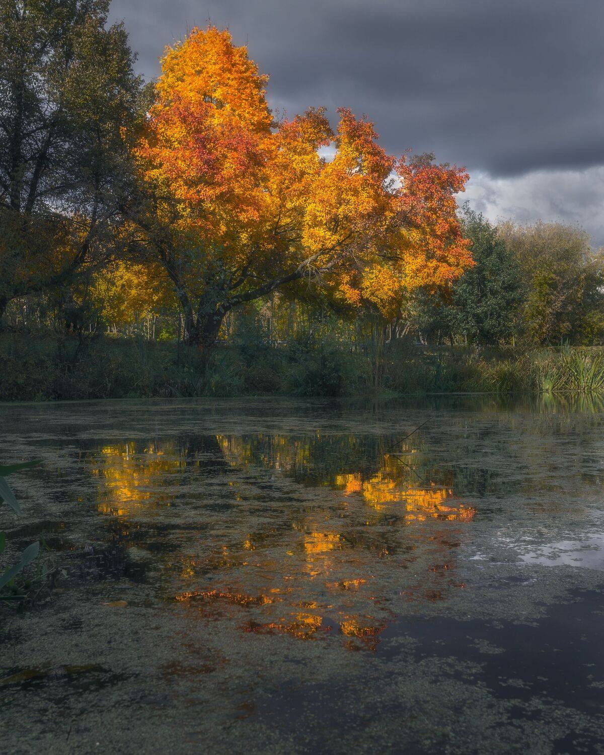 отражение, осень, Московская область, природа, Россия, пейзаж, Мартыненко Дмитрий